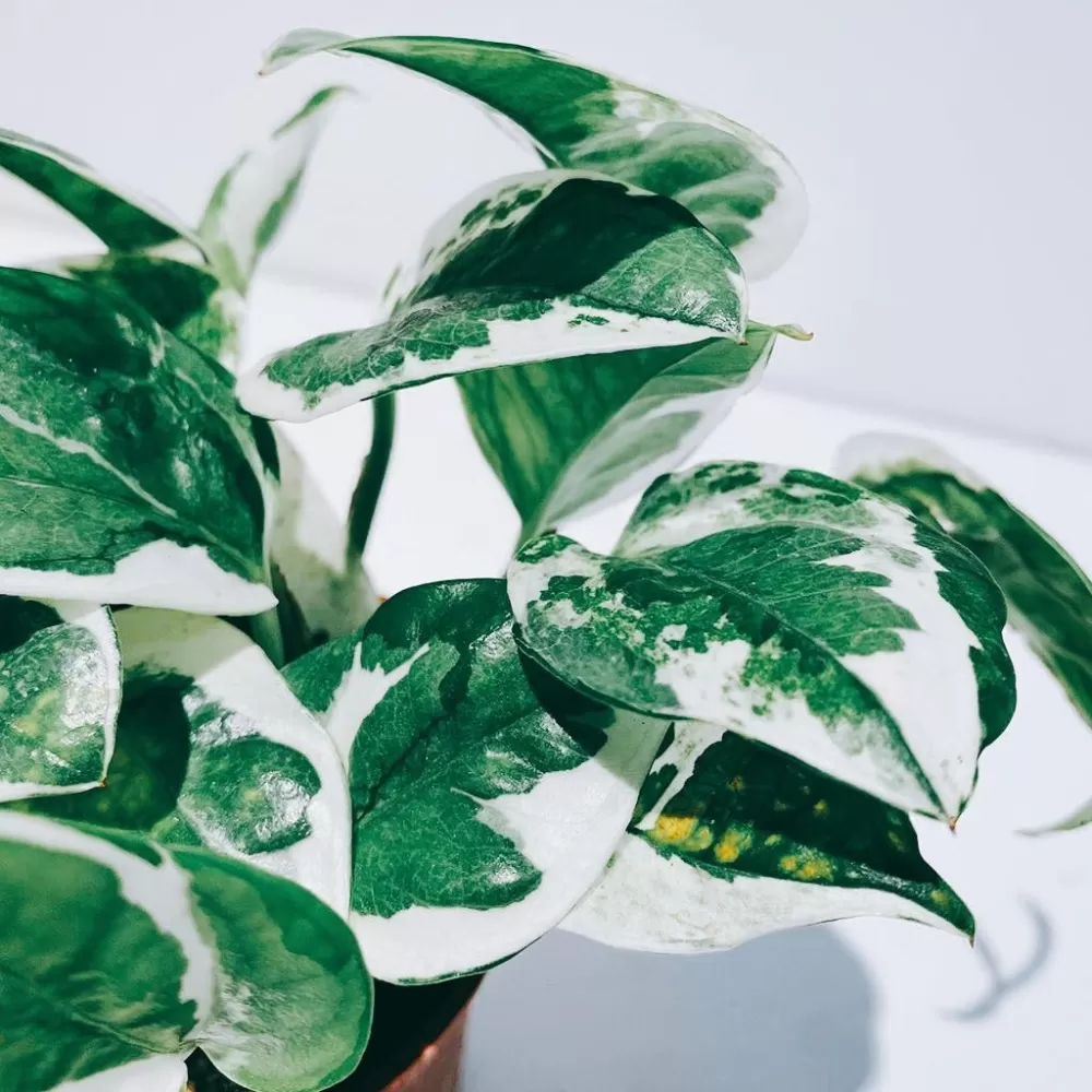 Apartment Feng Shui Taboos